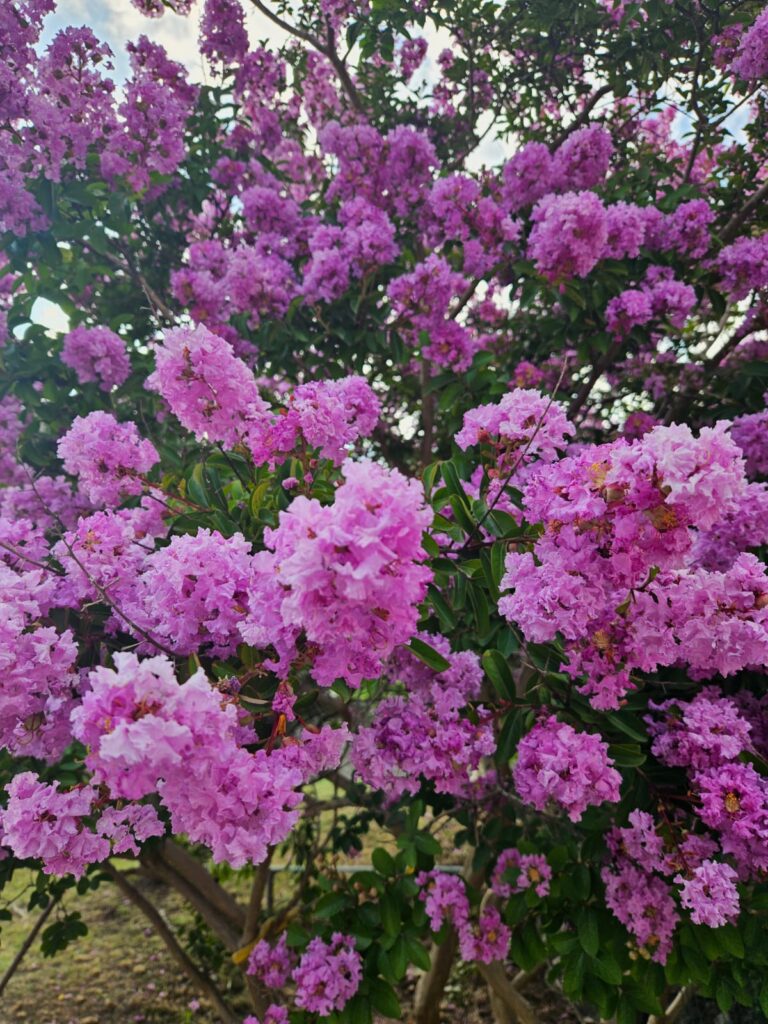 Pianta fiorita nel giardino de Il Fiore del Calisio a Villamontagna (Trento)