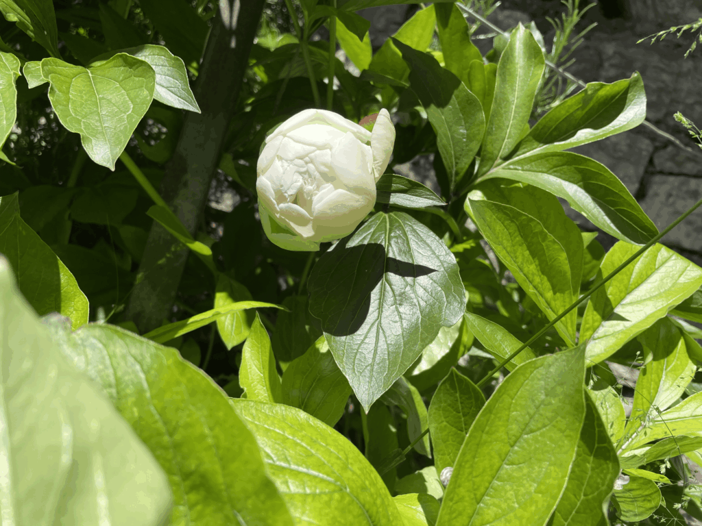 peonia